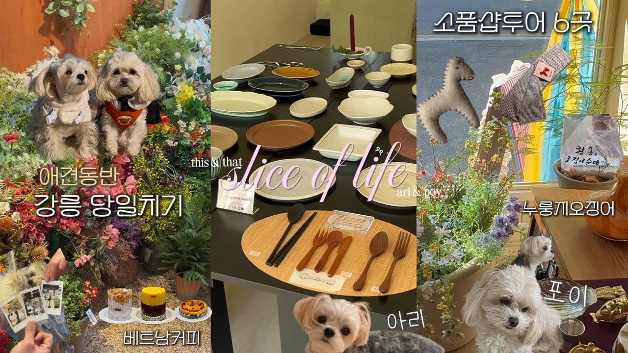 2026 강아지2마리와 강릉당일치기(애견동반) & 소품샵 투어 6곳