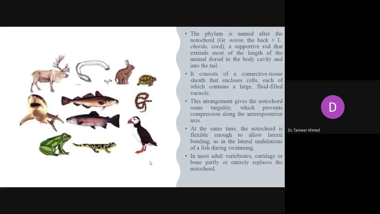 PROTOCHORDATES (Phylogeny of Protochordates; Structure, anatomy, organ systems, and reproduction)