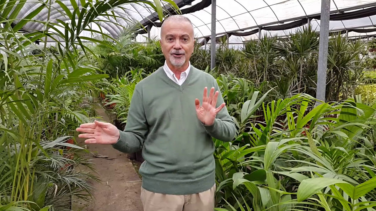 PALMERAS PARA INTERIORES (Consejos de Jardinero)