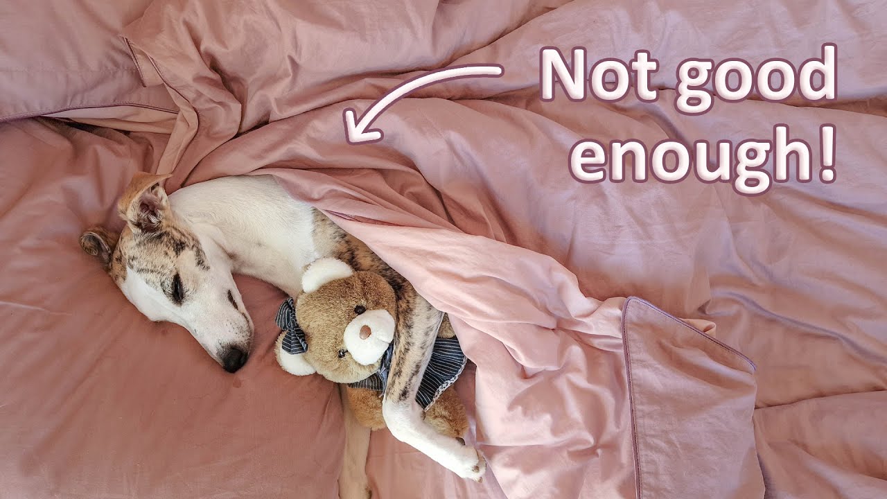 Your Whippet Probably Isn't Spoiled Enough And Here's Why