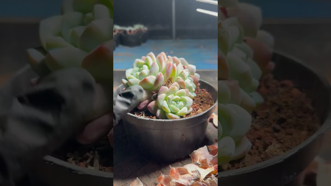 4K Succulent Office Ambience for Deep Work, Focus & Productivity