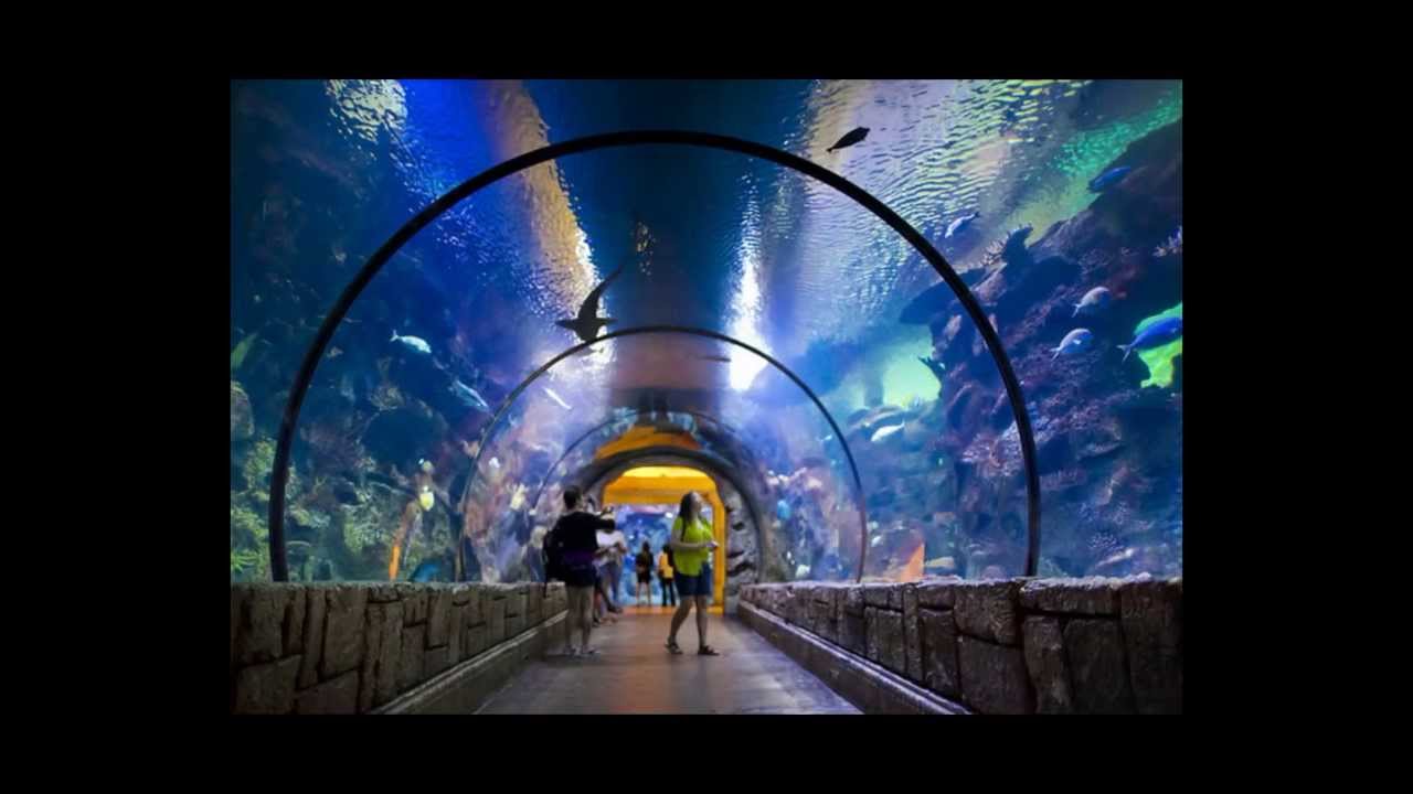 Las Vegas Shows & Attractions. Make your reservations now!