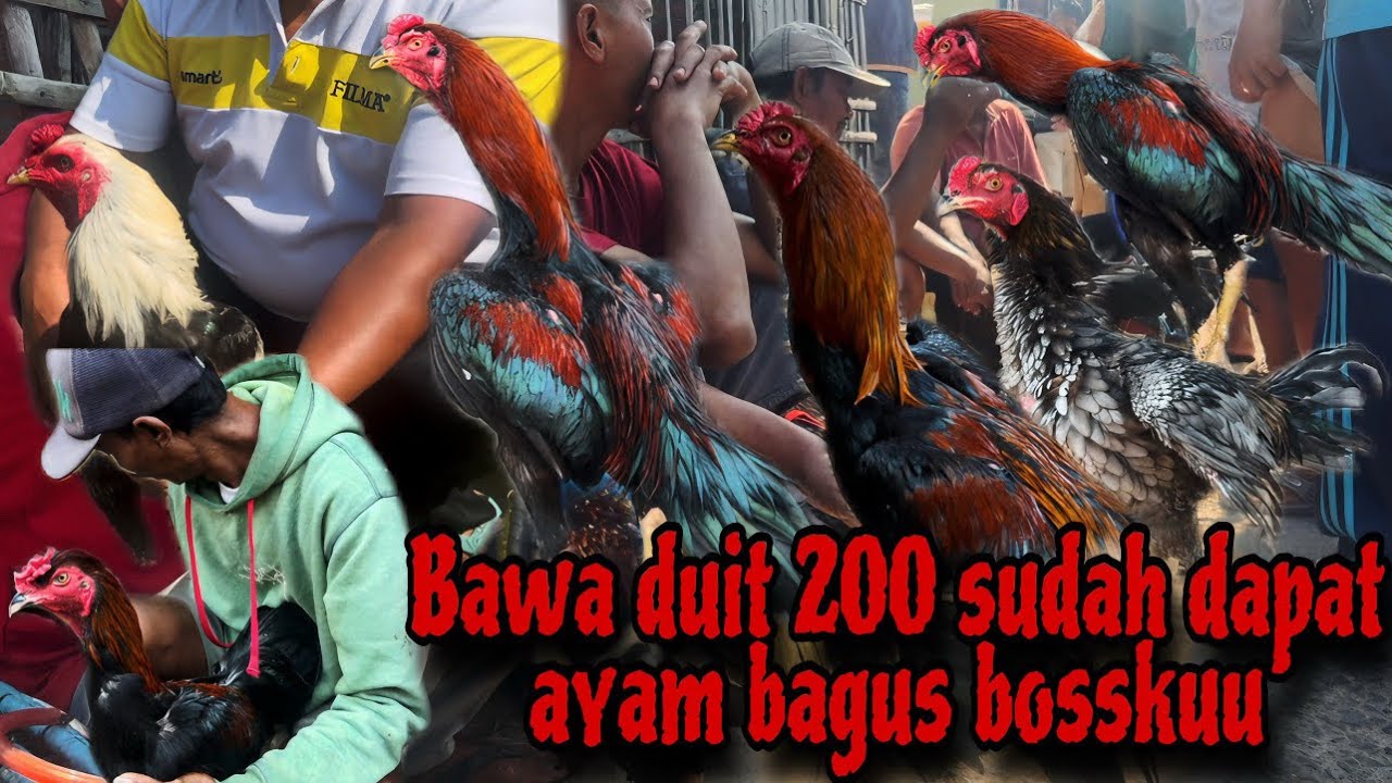 Vlog special pasar ayam pecangaan bossku