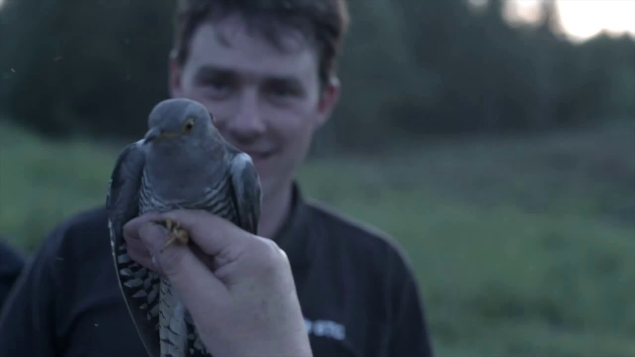 British Trust for Ornithology, Student Project + One Minute Music