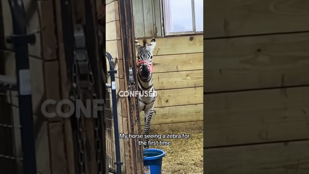 This horse's reaction when he sees a zebra for the first time 😂