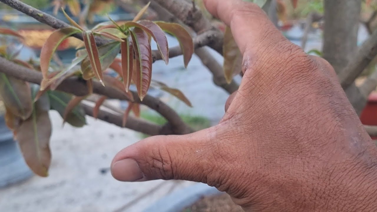 Những việc cần lưu ý trong giai đoạn đầu năm giúp cây phát triển rễ và chồi ra khỏe mạnh