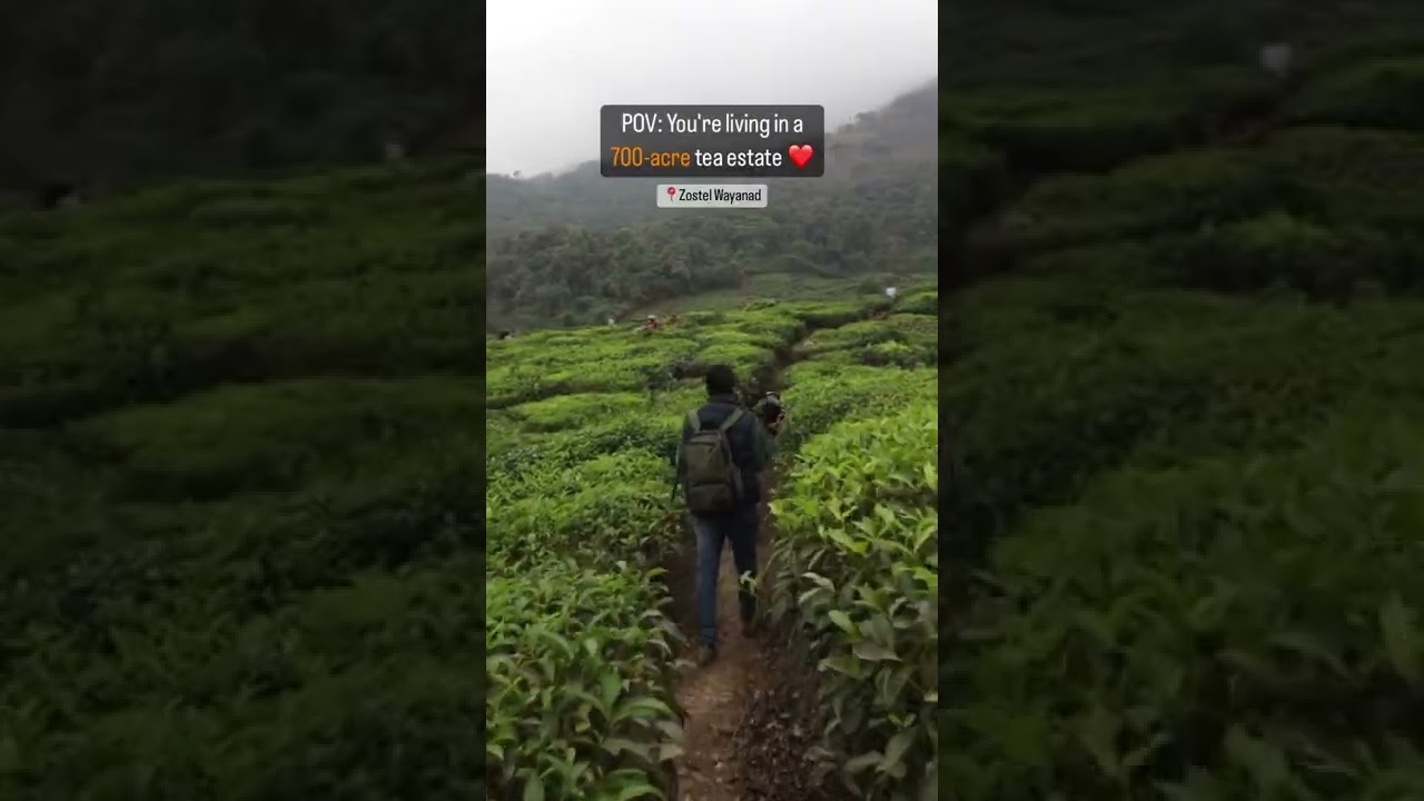 YOU can live in this 700-acre tea estate in Wayanad, Kerala | Zostel Wayanad | Kerala Tourism