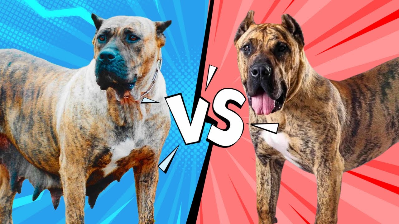 El Presa Canario funcional y el Presa Canario oficial