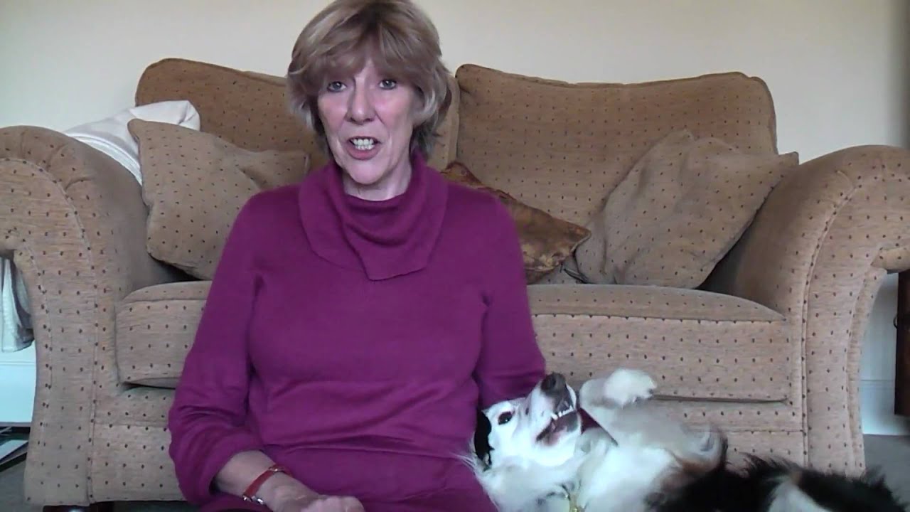 The dog calmer teaches you how to calm your dog and have fun!