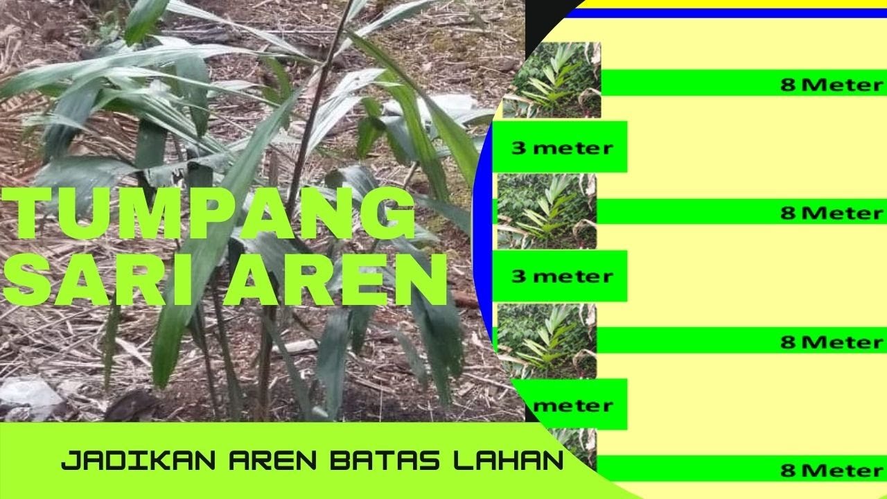 Aren sebagai Tumpang sari || Pembatas lahan