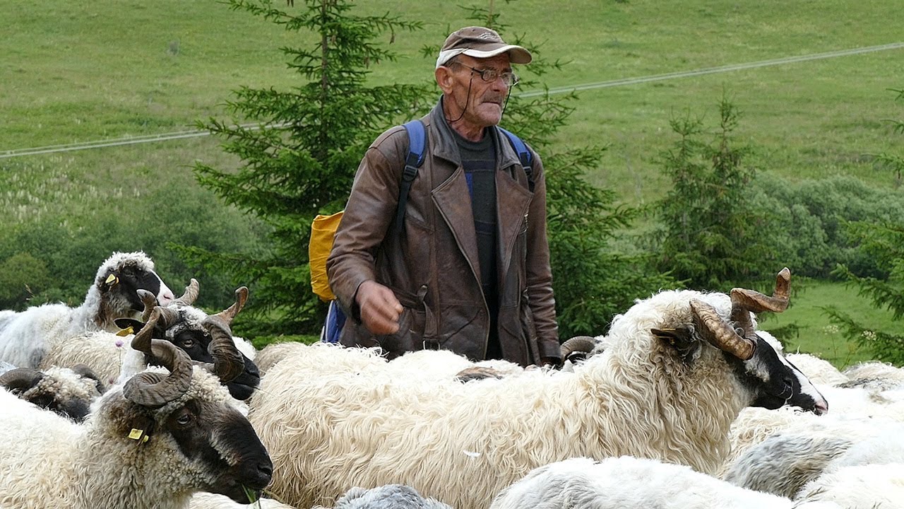 Džemal zakupljuje tuđe livade za uzgoj 200 ovaca