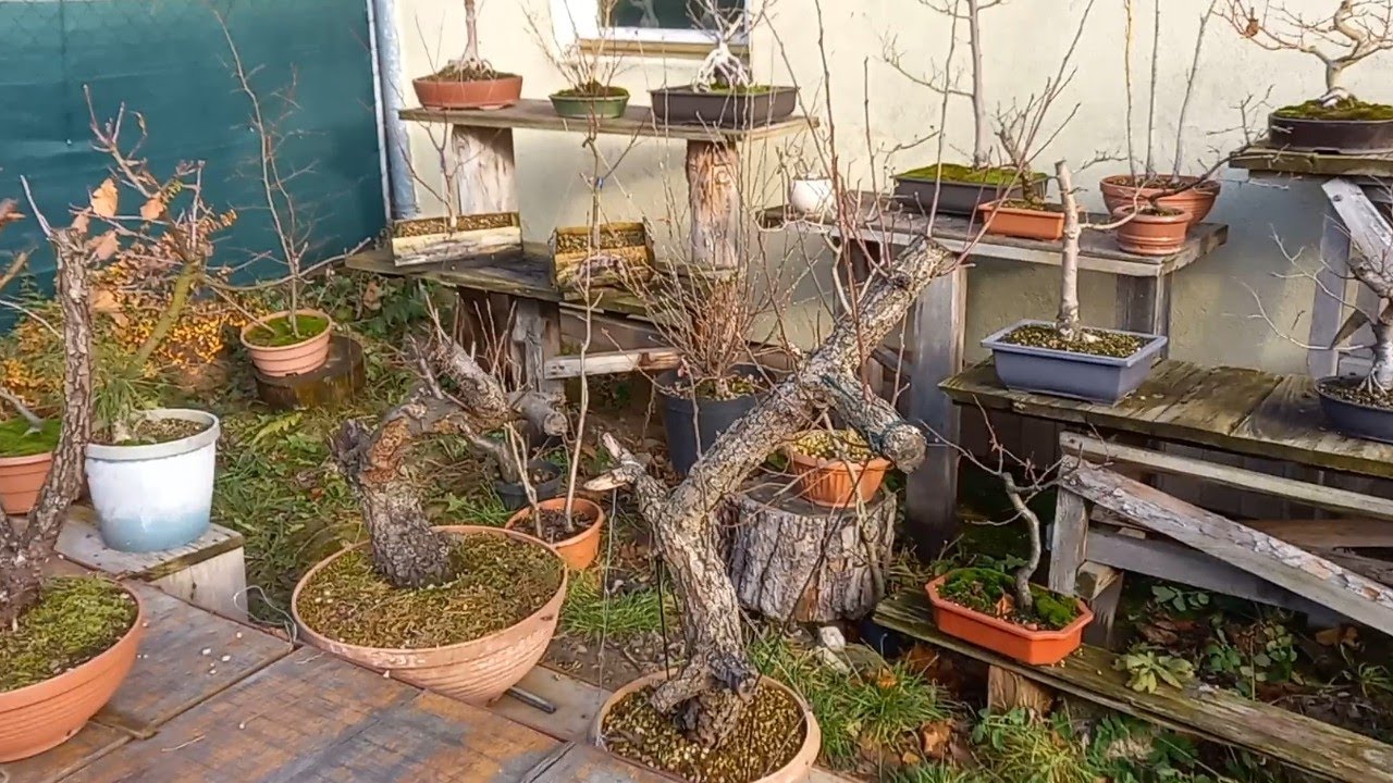 Głóg,jabłoń,robinia akacjowa - jesienne cięcie i drutowanie