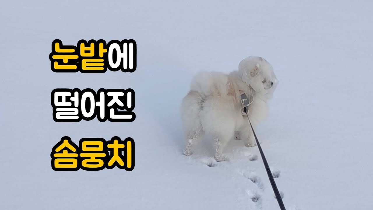 눈밭에 솜뭉치가 나타났어요 ❄️