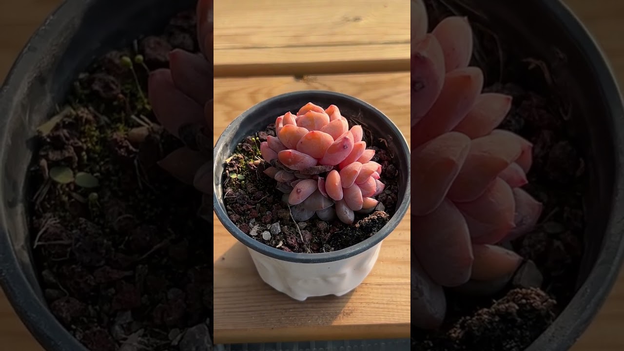Evergreen Indoor Succulents 🌿 Grow Stunning Plants All Year Long