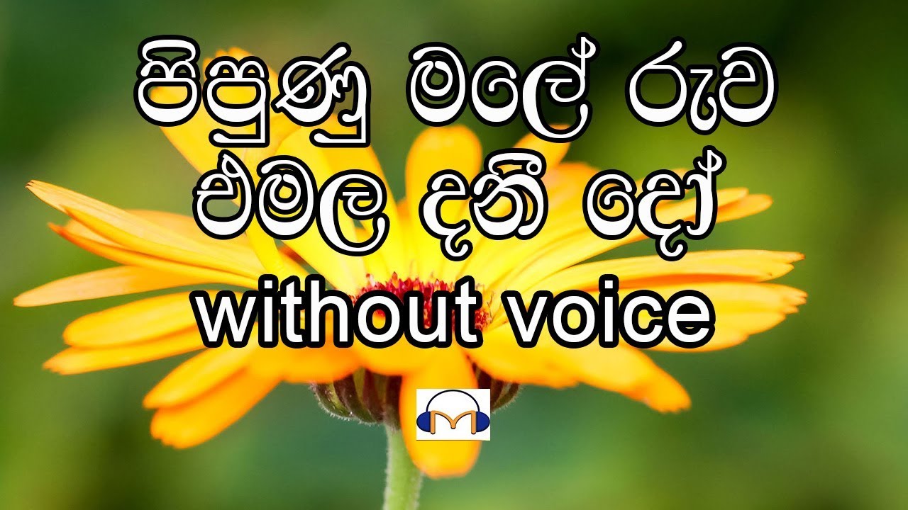 Pipunu Male Ruwa Karaoke (without voice) පිපුණු මලේ රුව එමල දනීදෝ
