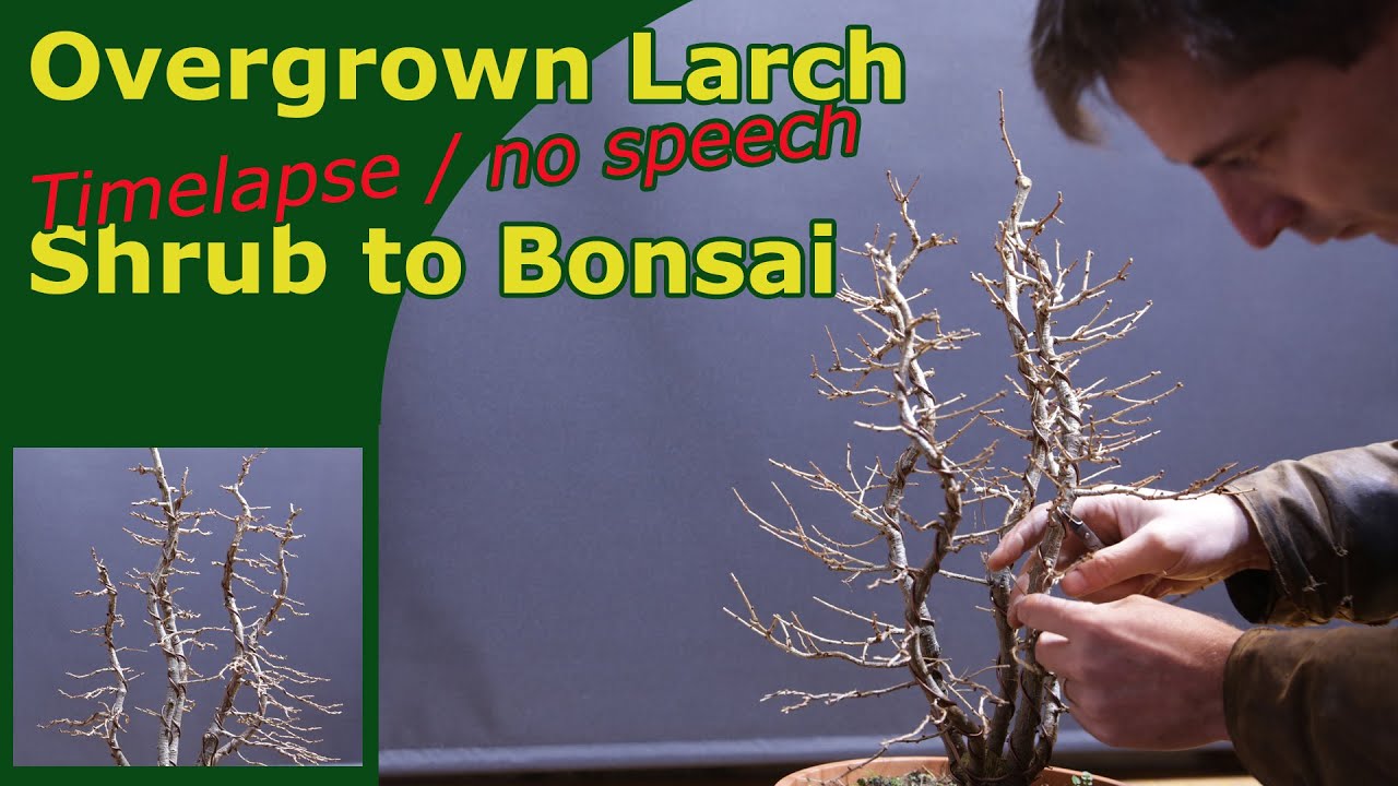 Larch from bush to bonsai | Timelapse rewiring