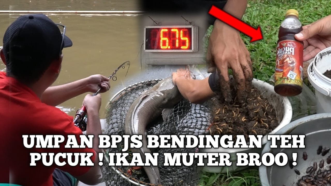 ANEH ANEH AJA NIH RACIKAN BENDINGAN BPJS BISA BIKIN IKAN NGUMPUL !!