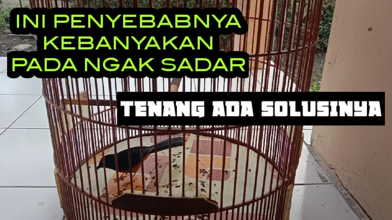 CARA MENGATASI MURAI BATU SERING TURUN TANGKRINGAN,PENYEBAB DAN ATASI