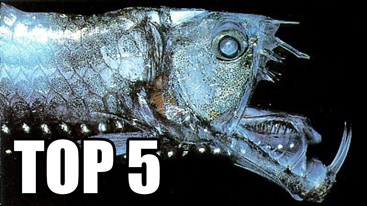 TOP 5 - Nejděsivějších stvoření žijících v hlubokých vodách