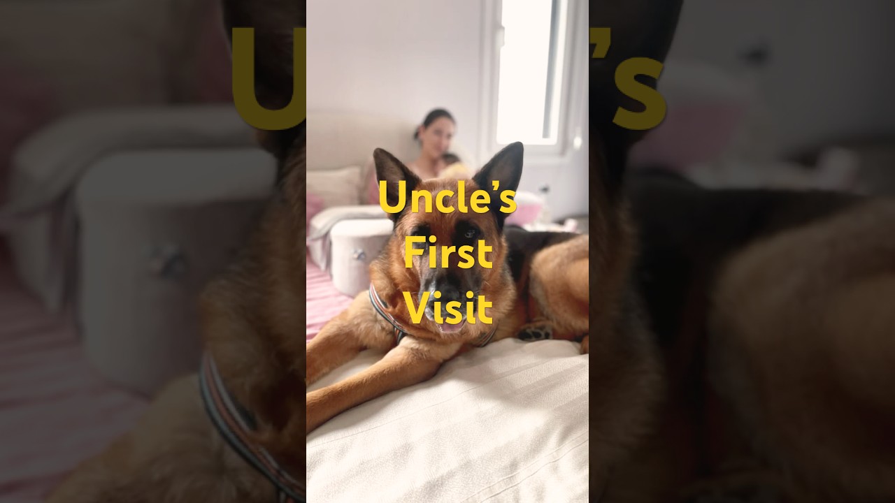 German Shepherd’s 68-Second Journey to Proud Unclehood 