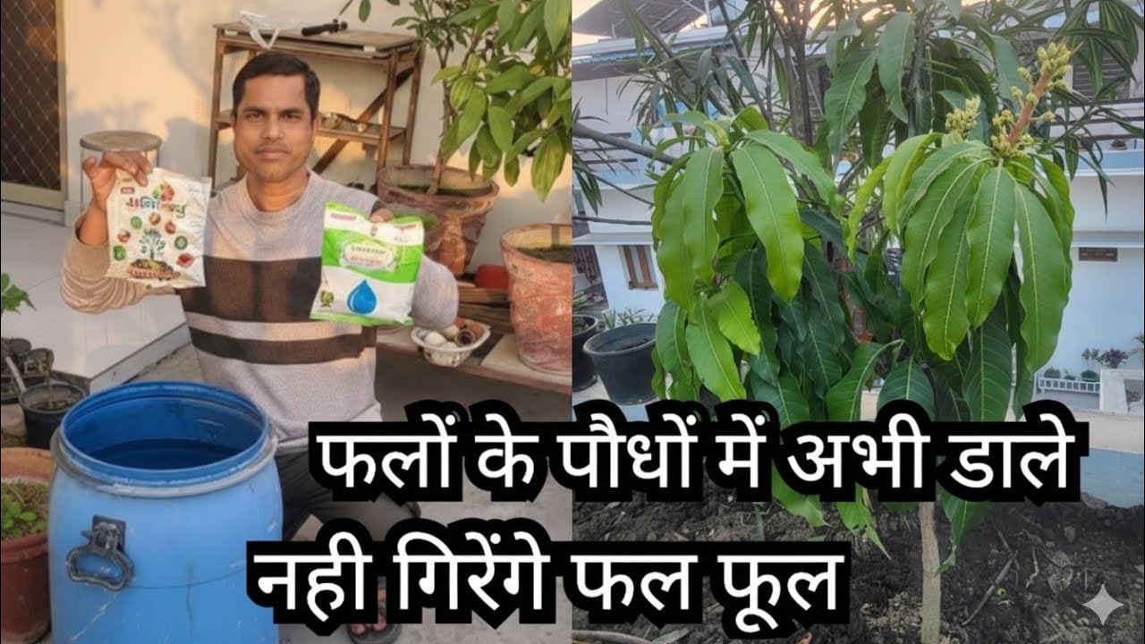 Flowers and Fruits Dropping Solution 