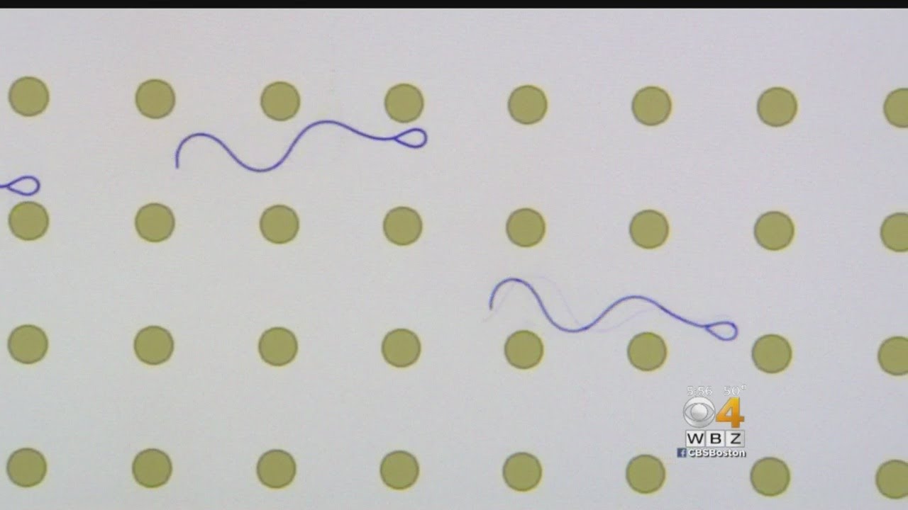 Sperm Sorting Device Developed At WPI May Improve Fertility Treatments