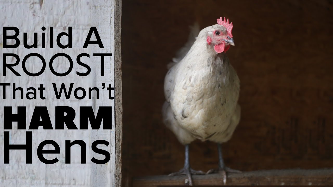 How To Build A Chicken Roost That Won’t Harm Your Chickens
