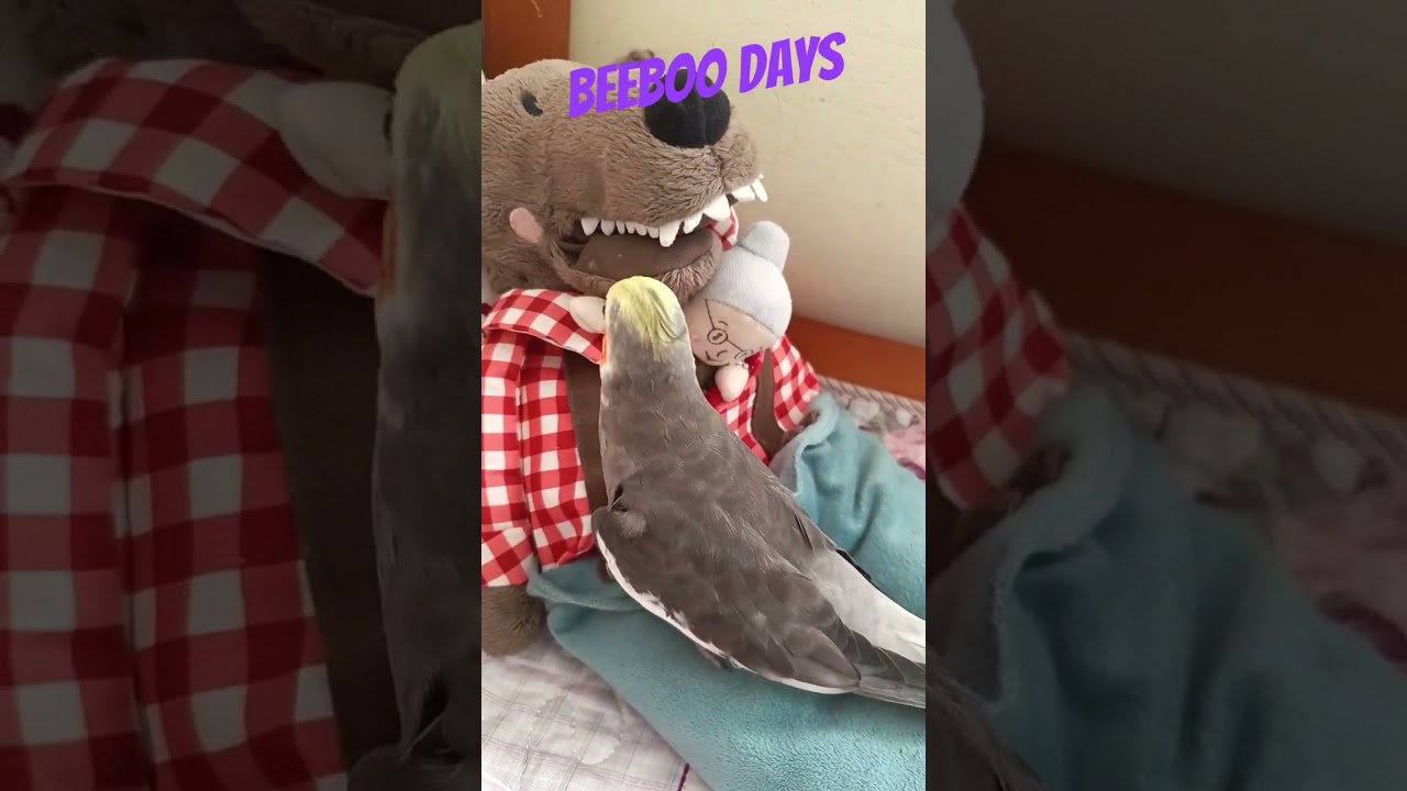 Happy mood #Beeboo #seniorparrot #happysong #singing #summer2025