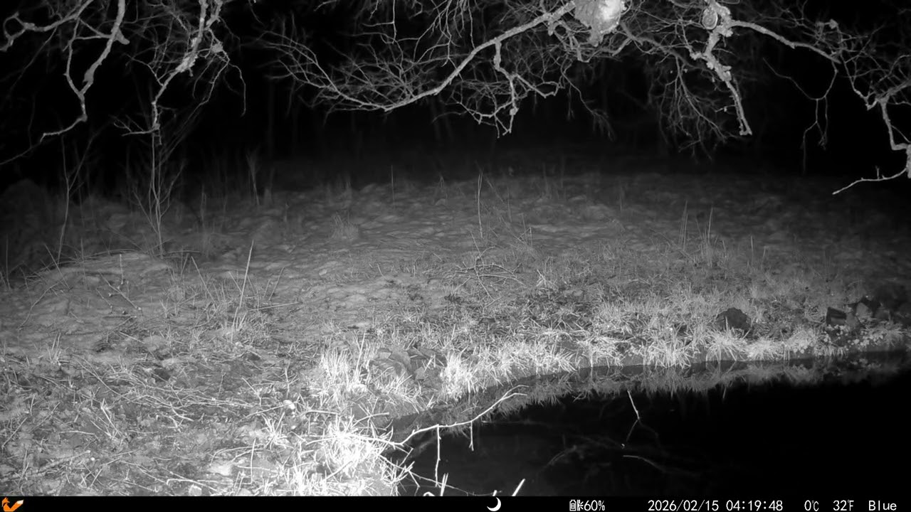 Fox chasing by the pond