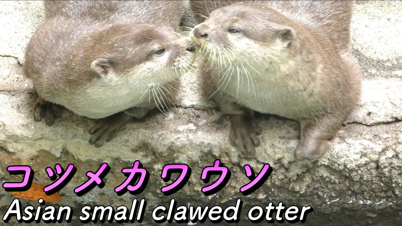 コツメカワウソの生態〜知って欲しい カワウソは野生の動物である事を〜（Asian small clawed otter）