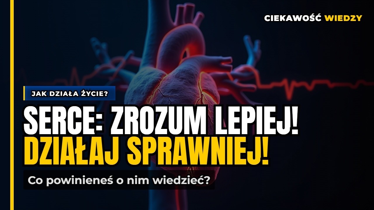 Jak działa serce – biologiczny silnik życia