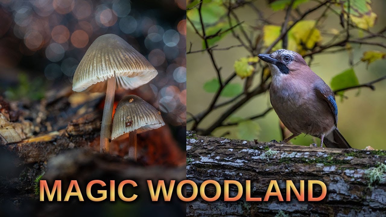 Magic small woodland adventure