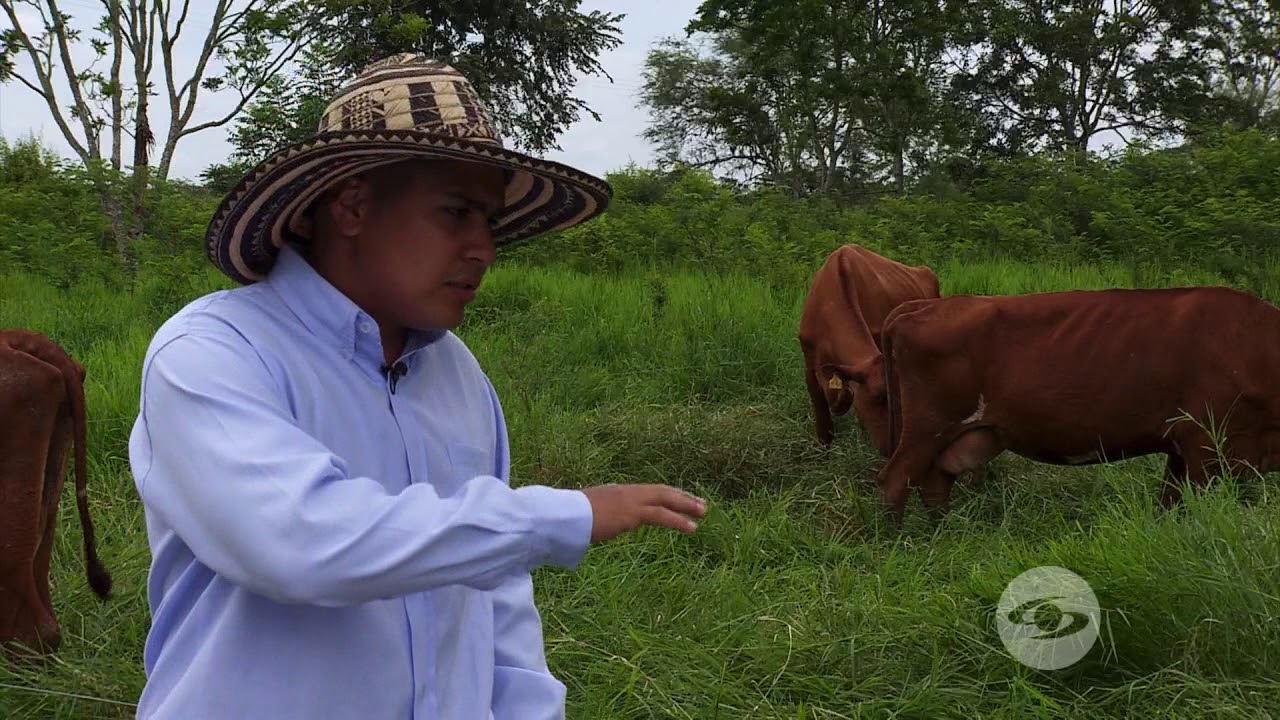 Asociación de gramíneas y leguminosas | La Finca de Hoy