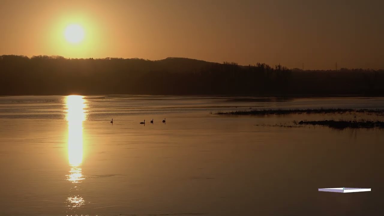 Neerharen - Maas - Zwanen - 23.02.2022
