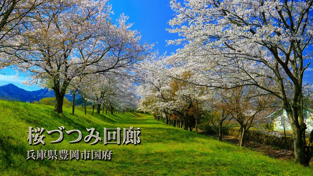 時空の栞　北近畿 国府桜づつみ回廊