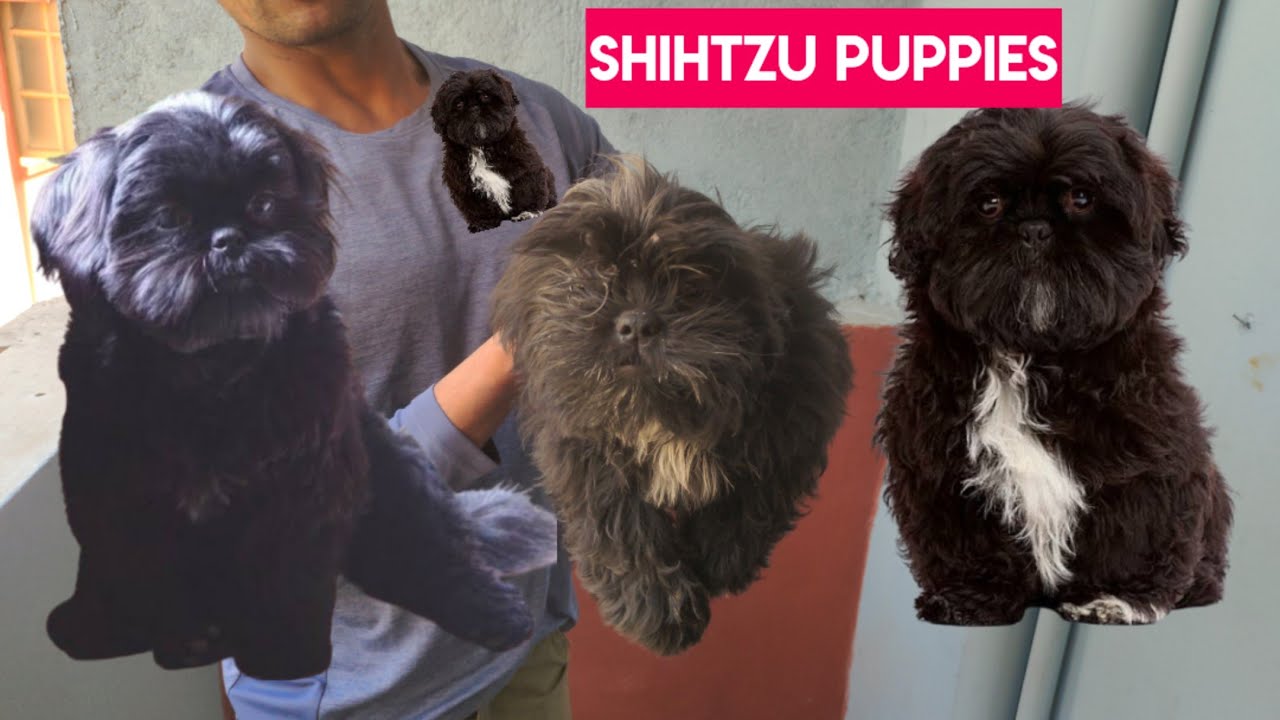 Import Breedline Shihtzu puppies available in Hyderabad | Z Black puppy | exotic Dog's in Hyderabad