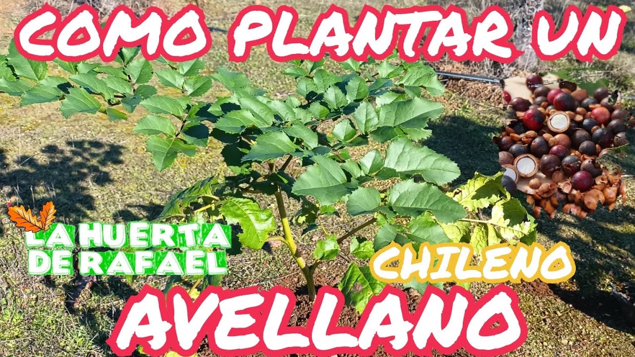 C&oacute;mo plantar un &aacute;rbol de avellana chilena [Gevuina avellana]||El cultivo del avellano &bull;10MaTemporada