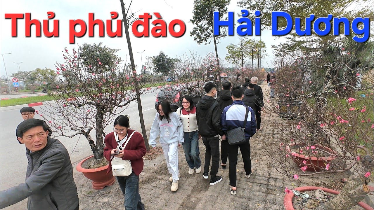 Khám phá thủ phủ đào Tết Gia Lộc Hải Dương cũ