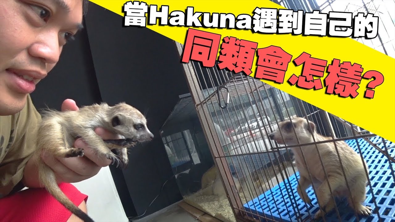 Hakuna第一次见到同类，会是怎样的反应呢？