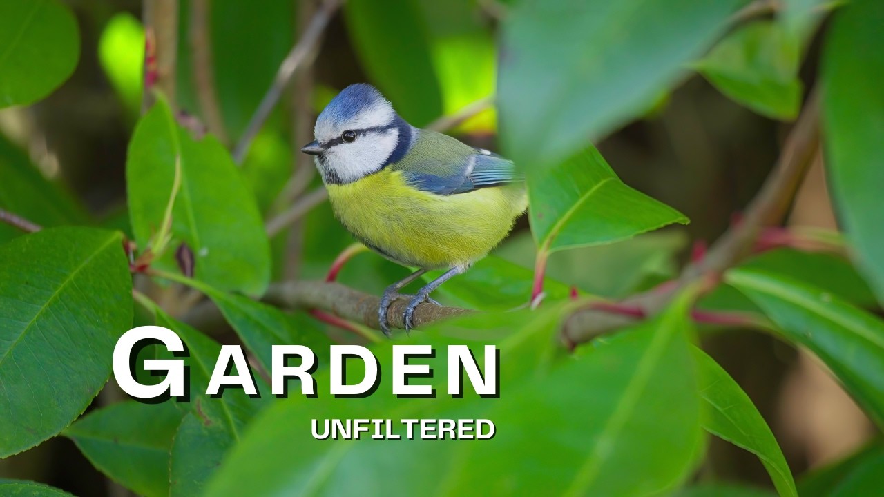 Garden Heaven &ndash; Birds and Nature Sounds Only | Animals & Nature in 4K