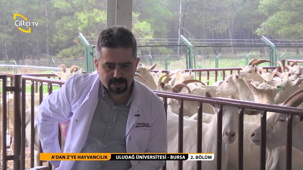 Saanen Keçi Yetiştiriciliği 2.Bölüm 1.kısım