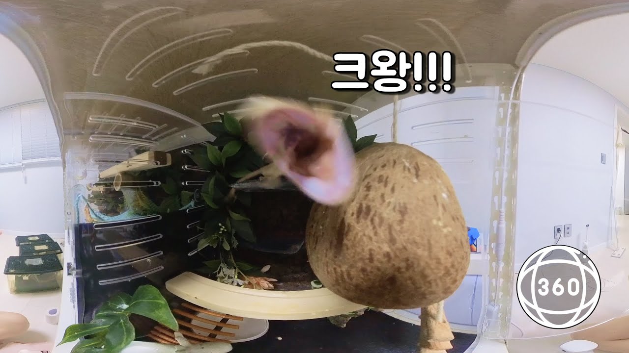도마뱀에게 물리기 4D 체험 (360˚ VR 영상)
