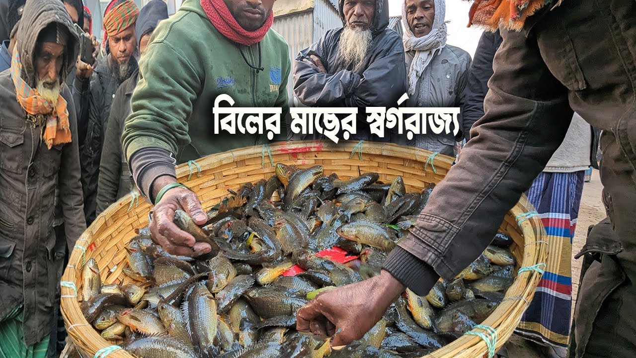 সবচেয়ে সস্তায়!! আড়িয়াল বিলের দেশি মাছের স্বর্গরাজ্য দুবলি বাজার | dhaka dohar dubli bazar