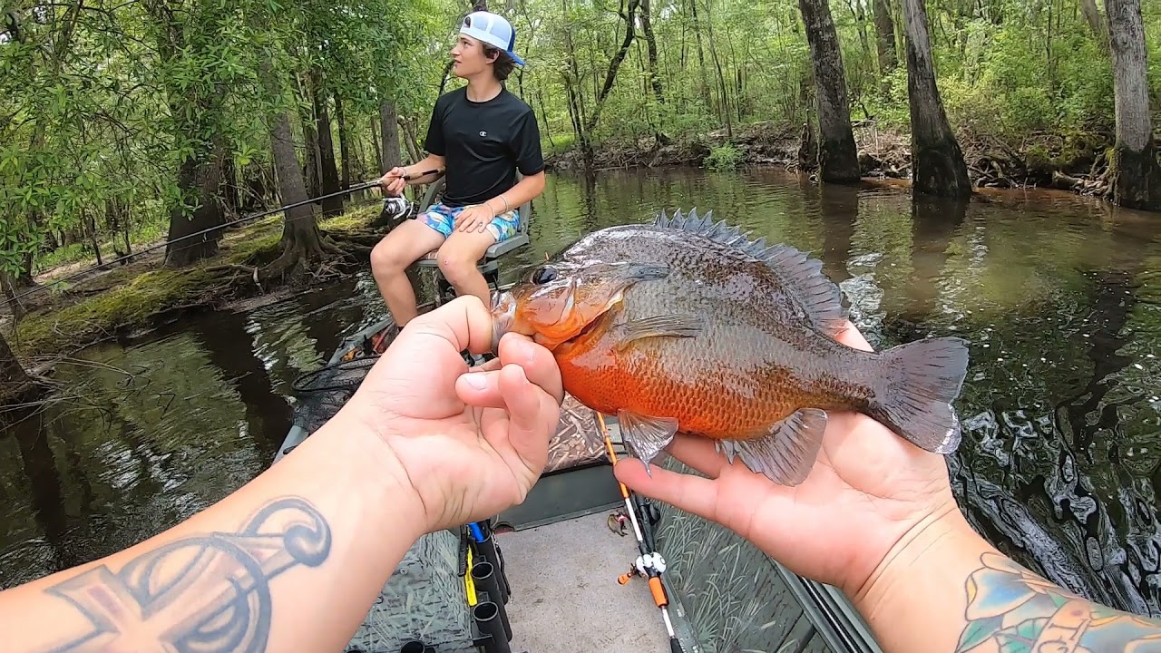 Brim Fishing The Waccamaw River