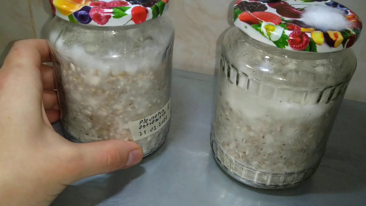 1. Miceliu pleurotus ostreatus pe gr&acirc;u