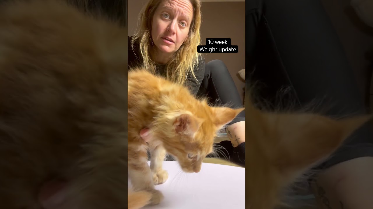 10 Week Maine Coon Weight Check 