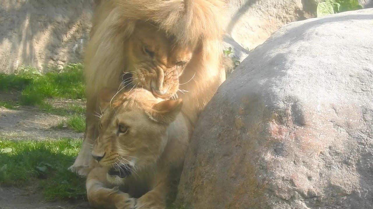 最強の美男美女カップルライオン！オリトとイオ♡旭山動物園