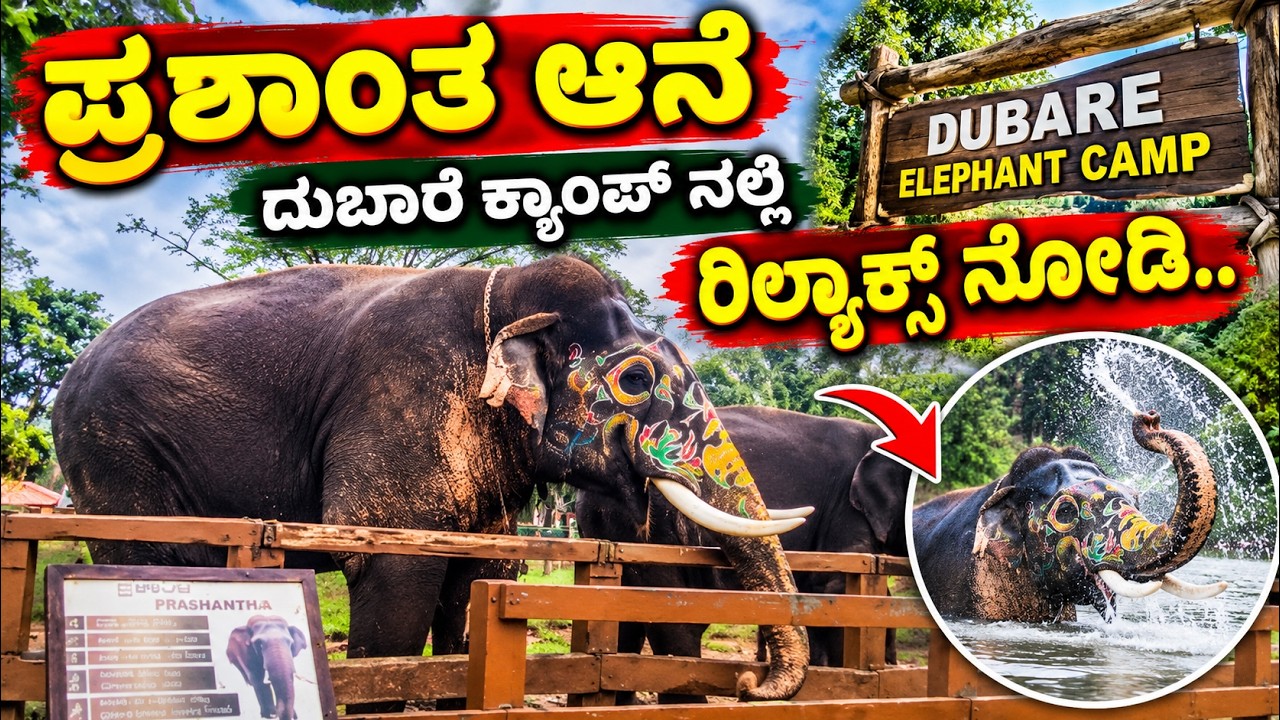 ಪ್ರಶಾಂತ ಆನೆ ದುಬಾರೆ ಕ್ಯಾಂಪ್ ನಲ್ಲಿ ರಿಲ್ಯಾಕ್ಸ್ ನೋಡಿ , ದಸರಾ ಮುಗಿಸಿ ಕಾಡಿನಲ್ಲಿ / Prashantha elephant