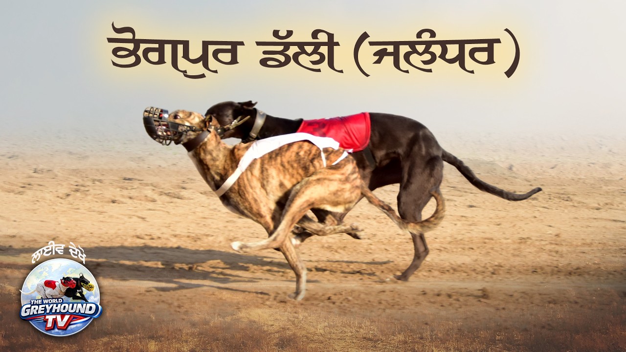 🔴LIVE | WORLD GREYHOUND DOG RACING | FLAT RACE 440 Feet 2026/02/24 #45