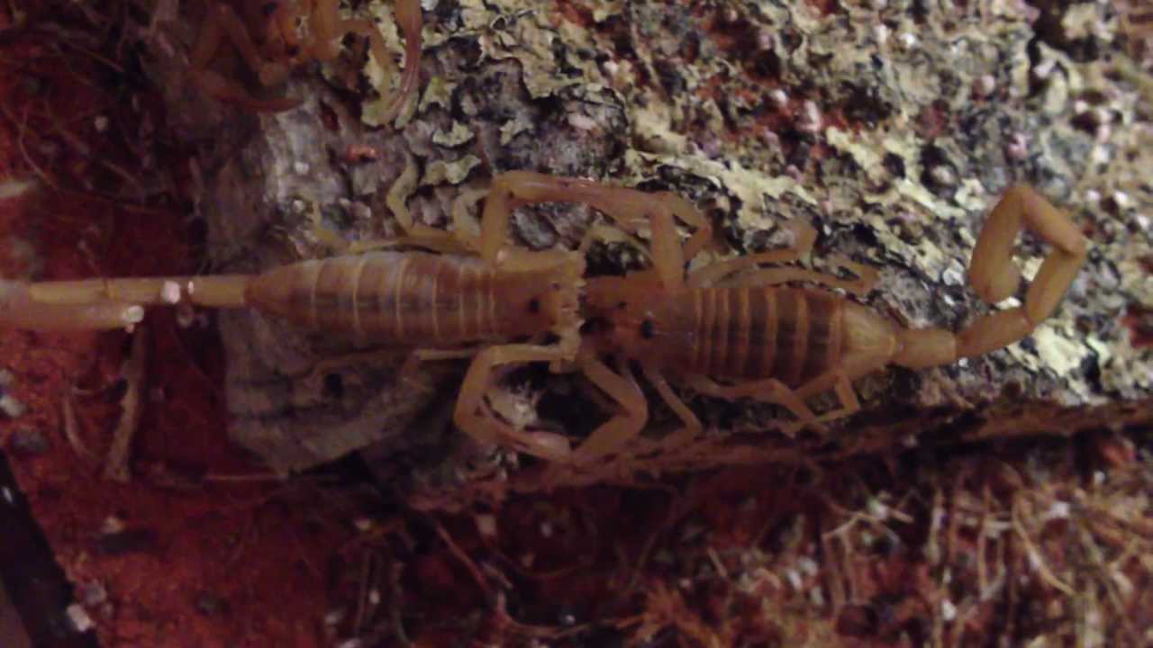 Bark Scorpion Mating Dance Centruroides sculpturatus